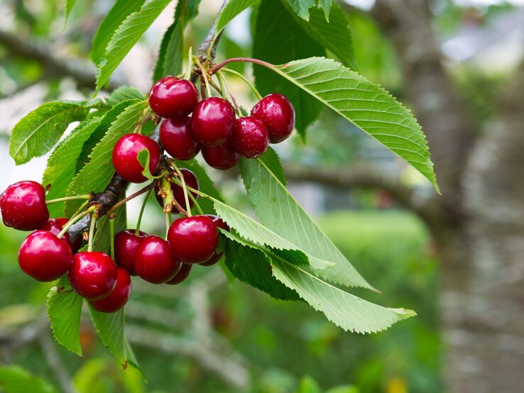 Kirschbaum schneiden Diese Gartenarbeit verdoppelt deine Ernte